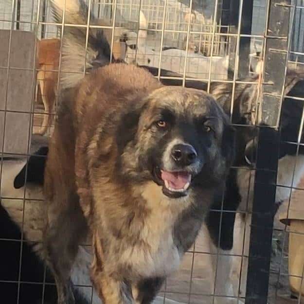 Griekse adoptiehond: Silvi, Teef van 6 jr en 2 mnd oud.