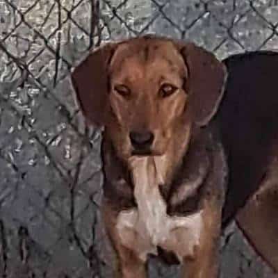 Griekse adoptiehond: Pepper, Teef van 4 jr en 9 mnd oud.