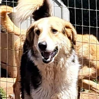 Griekse adoptiehond: Matt, Reu van 5 jr en 0 mnd oud.