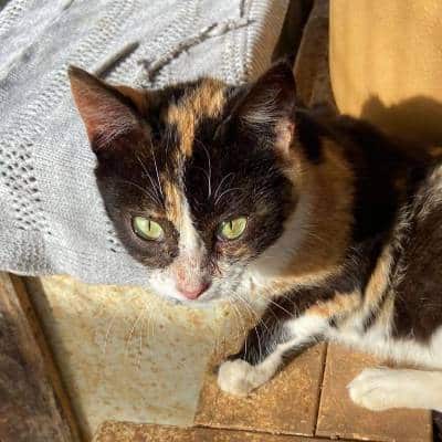 Griekse adoptiekat: Tricky, Poes van 2 jr en 11 mnd oud.