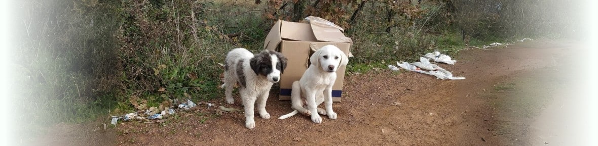 Adopteer een hond: twee gedumpte pups