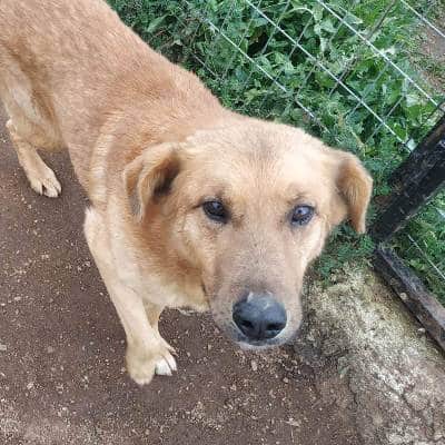 Griekse adoptiehond: Boobee, Reu van 10 jr en 5 mnd oud.