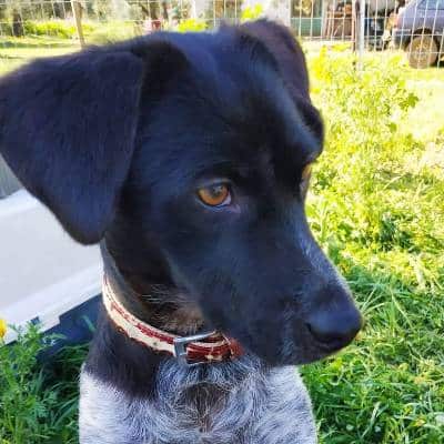 Griekse adoptiehond: Olivia, Teef van 8 jr en 6 mnd oud.