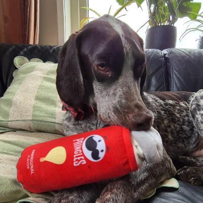 Griekse Adoptiehond Frits, in zijn nieuwe thuis bij Antoinette