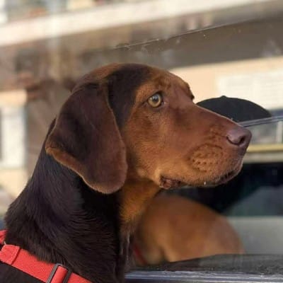 Griekse adoptiehond: Hazel, Teef van 2 jr en 7 mnd oud.