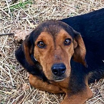 Griekse adoptiehond: Josh, Reu van 1 jr en 6 mnd oud.