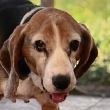 Griekse adoptiehond: Tessie, Teef van 12 jr en 6 mnd oud.