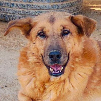 Griekse adoptiehond: Boobee, Reu van 11 jr en 1 mnd oud.