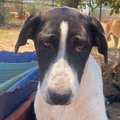 Griekse adoptiehond: Chrystal, Teef van 0 jr en 5 mnd oud.