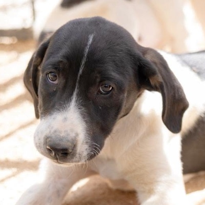 Griekse adoptiehond: Diamond, Teef van 0 jr en 5 mnd oud.