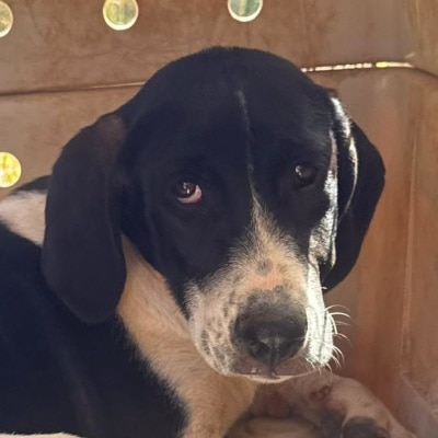 Griekse adoptiehond: Diamond, Teef van 0 jr en 5 mnd oud.