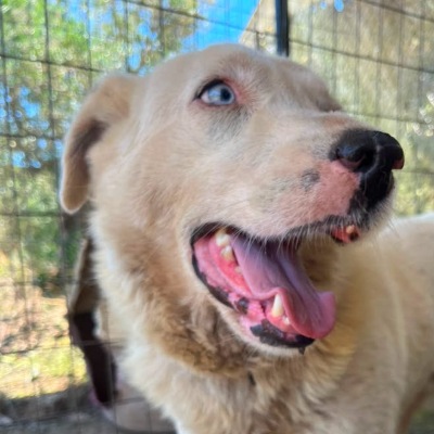 Griekse adoptiehond: Gordon, Reu van 5 jr en 11 mnd oud.