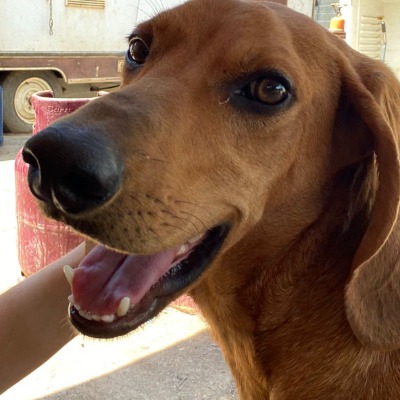 Griekse adoptiehond: Gucci, Reu van 4 jr en 2 mnd oud.