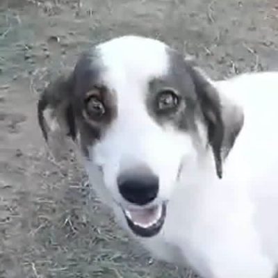Griekse adoptiehond: Joyce, Teef van 1 jr en 1 mnd oud.
