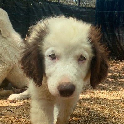 Griekse adoptiehond: Kaatje, Teef van 0 jr en 3 mnd oud.
