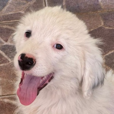 Griekse adoptiehond: Keesje, Reu van 0 jr en 3 mnd oud.