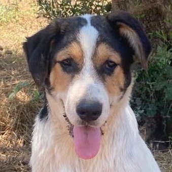 Griekse adoptiehond: Mortis, Reu van 0 jr en 4 mnd oud.