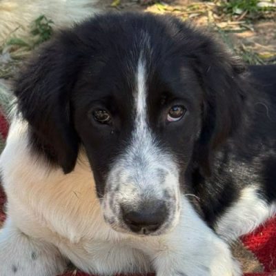 Griekse adoptiehond: Pearl, Teef van 0 jr en 5 mnd oud.
