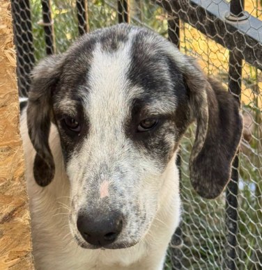 Griekse adoptiehond: Ruby, Teef van 0 jr en 5 mnd oud.