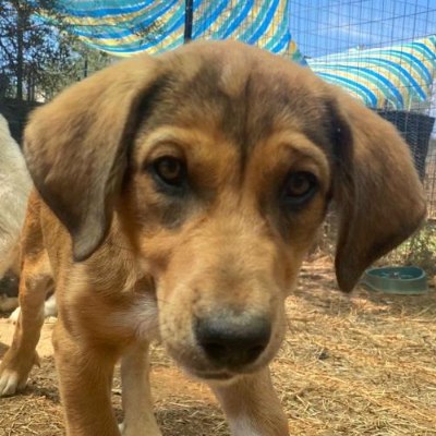 Griekse adoptiehond: Shortcake, Teef van 0 jr en 3 mnd oud.