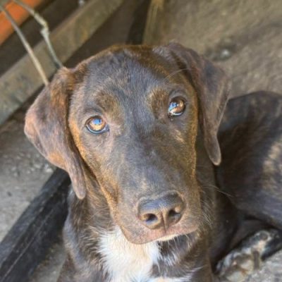 Griekse adoptiehond: Tinkerbell, Teef van 0 jr en 5 mnd oud.