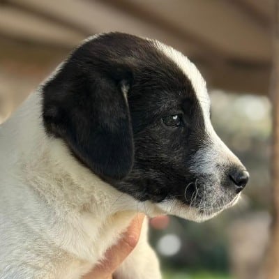Griekse adoptiehond: Sapphire, Teef van 0 jr en 5 mnd oud.