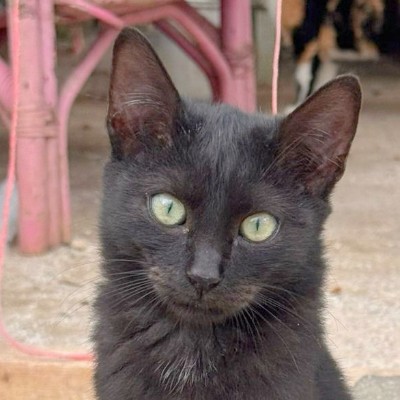Griekse adoptiekat: Bandit, Kater van 1 jr en 0 mnd oud.
