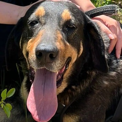 Griekse adoptiehond: Bizkit, Reu van 4 jr en 7 mnd oud.