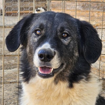 Griekse adoptiehond: Boubou, Teef van 5 jr en 0 mnd oud.