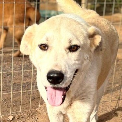 Griekse adoptiehond: Carlos, Reu van 6 jr en 0 mnd oud.
