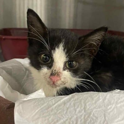 Griekse adoptiekat: Christy, Poes van 0 jr en 11 mnd oud.