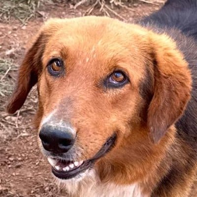 Griekse adoptiehond: Donny, Reu van 4 jr en 3 mnd oud.