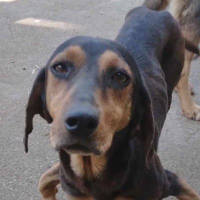 Griekse adoptiehond: Floppy, Teef van 6 jr en 2 mnd oud.