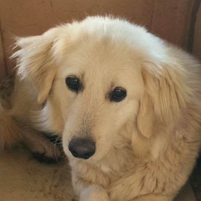 Griekse adoptiehond: Gregoraki, Reu van 4 jr en 3 mnd oud.