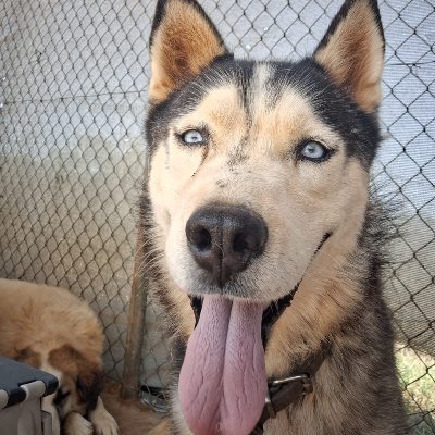 Griekse adoptiehond: Grey, Reu van 7 jr en 1 mnd oud.