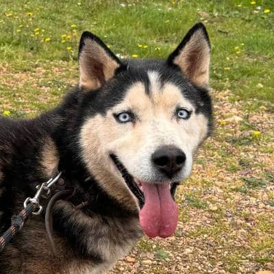 Griekse adoptiehond: Grey, Reu van 6 jr en 4 mnd oud.