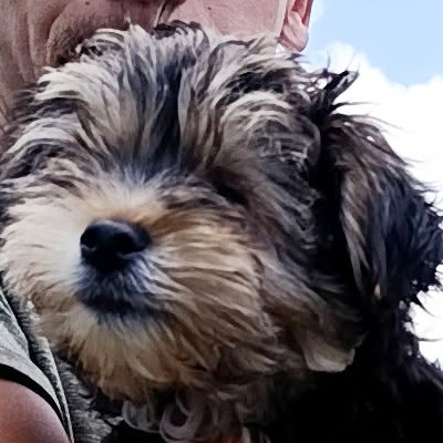 Griekse adoptiehond: Jeffrey, Reu van 0 jr en 3 mnd oud.