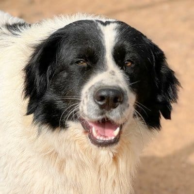Griekse adoptiehond: Joy, Reu van 5 jr en 4 mnd oud.