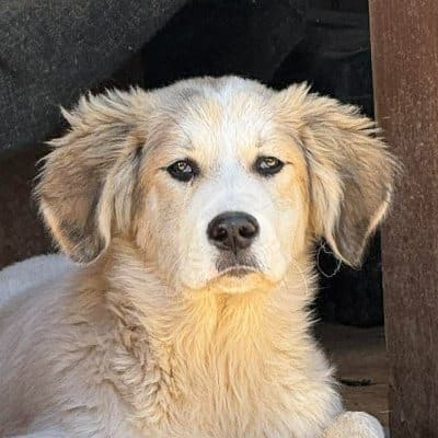 Griekse adoptiehond: Julian, Reu van 0 jr en 6 mnd oud.