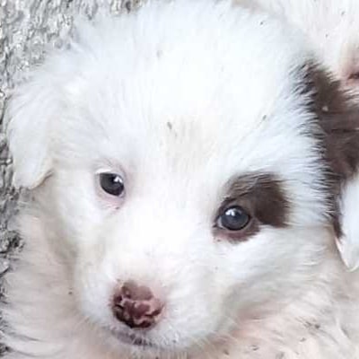 Griekse adoptiehond: Naé, Teef van 0 jr en 3 mnd oud.