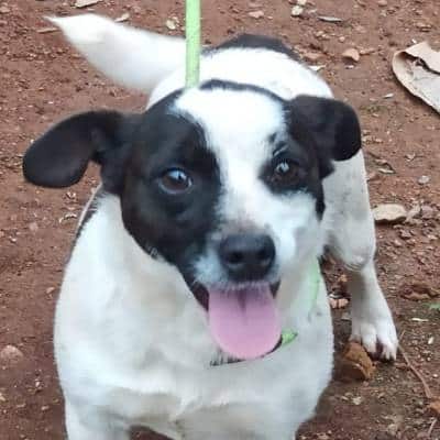 Griekse adoptiehond: Kikitsa, Teef van 2 jr en 3 mnd oud.