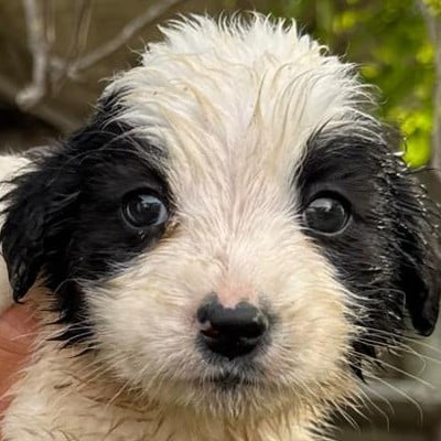 Griekse adoptiehond: Koetje, Reu van 0 jr en 3 mnd oud.