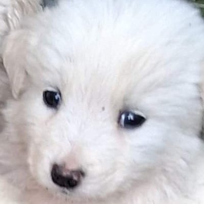 Griekse adoptiehond: Koosje, Reu van 0 jr en 3 mnd oud.