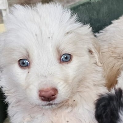 Griekse adoptiehond: Kristof, Reu van 0 jr en 3 mnd oud.