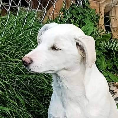 Griekse adoptiehond: Latte, Reu van 0 jr en 8 mnd oud.