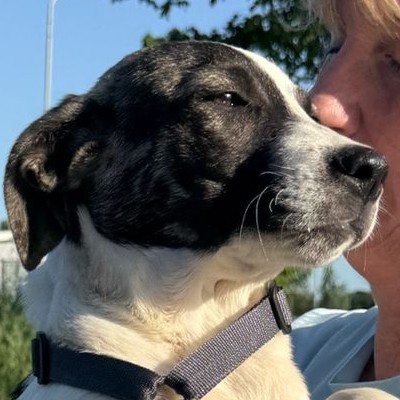 Griekse adoptiehond: Roxy, Teef van 0 jr en 5 mnd oud.