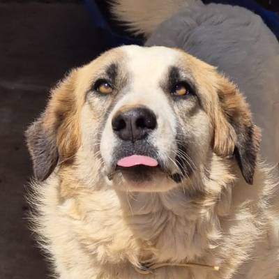 Griekse adoptiehond: Samira, Teef van 5 jr en 0 mnd oud.