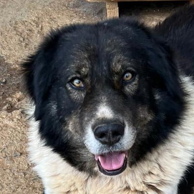 Griekse adoptiehond: Sony, Reu van 5 jr en 0 mnd oud.