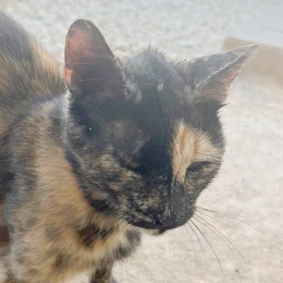 Griekse adoptiekat: Sunny, Poes van 2 jr en 8 mnd oud.