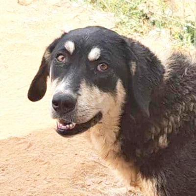 Griekse adoptiehond: Tessa, Teef van 3 jr en 2 mnd oud.